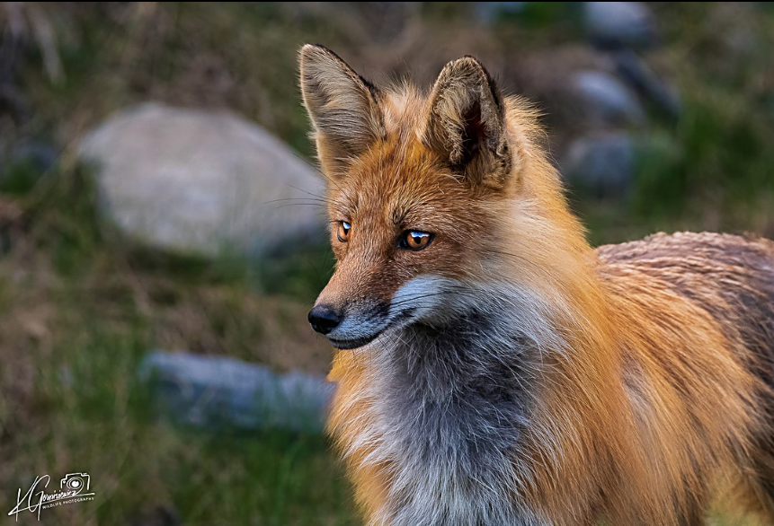 fox